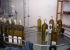 L’huile d’olive corse  - Coopérative oléicole de Balagne  