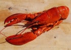 La cuisson du homard pourrait changer en Suisse  - Cuisson du homard  