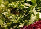 La salade : l’or vert !  - Laitue   