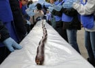Le boudin le plus long du monde  - Le boudin le plus long du Monde à Burgos  
