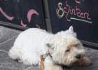 Un restaurant pour chien  - Chien devant une ardoise de menu  