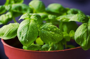 5 herbes aromatiques à intégrer dans vos plats 