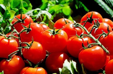 Festival de la tomate et des saveurs en septembre 2019