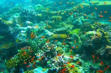 Le plus grand restaurant sous-marin est aux Maldives
