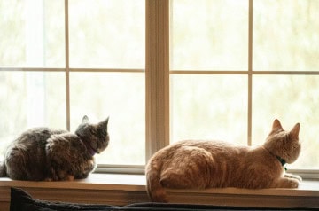 Lyon, berceau du resto-café à chats en France