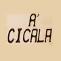 A Cicala Calvi