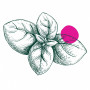 Logo Focaccia Club