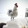 Logo Le Coq