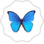 Le papillon bleu de port giraud La Plaine sur Mer