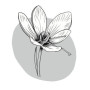 Logo Le Petit Crocus