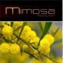 Mimosa Bormes les Mimosas