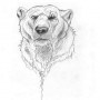 Logo Table de l'ours
