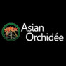 Asian Orchidée