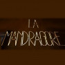 La mandragore