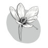 Le Petit Crocus