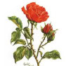 Les Roses