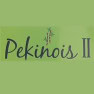 Pékinois