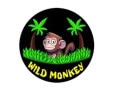 Wild Monkey