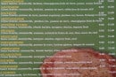 Menu Speedzza kebab - Pizzas suite