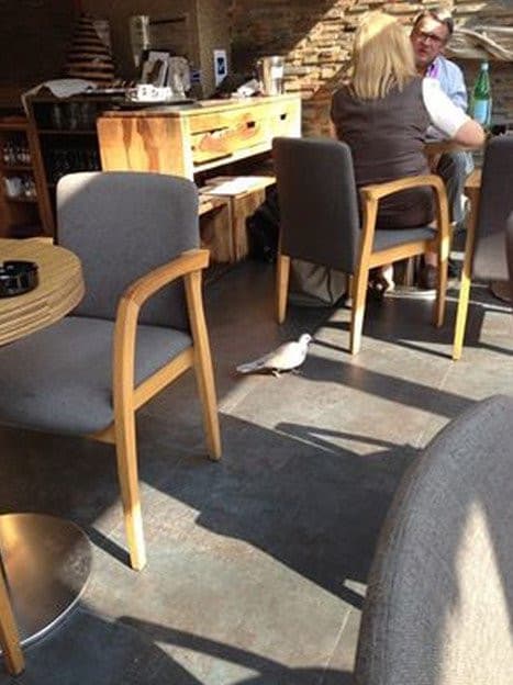 Mocca — photo 2