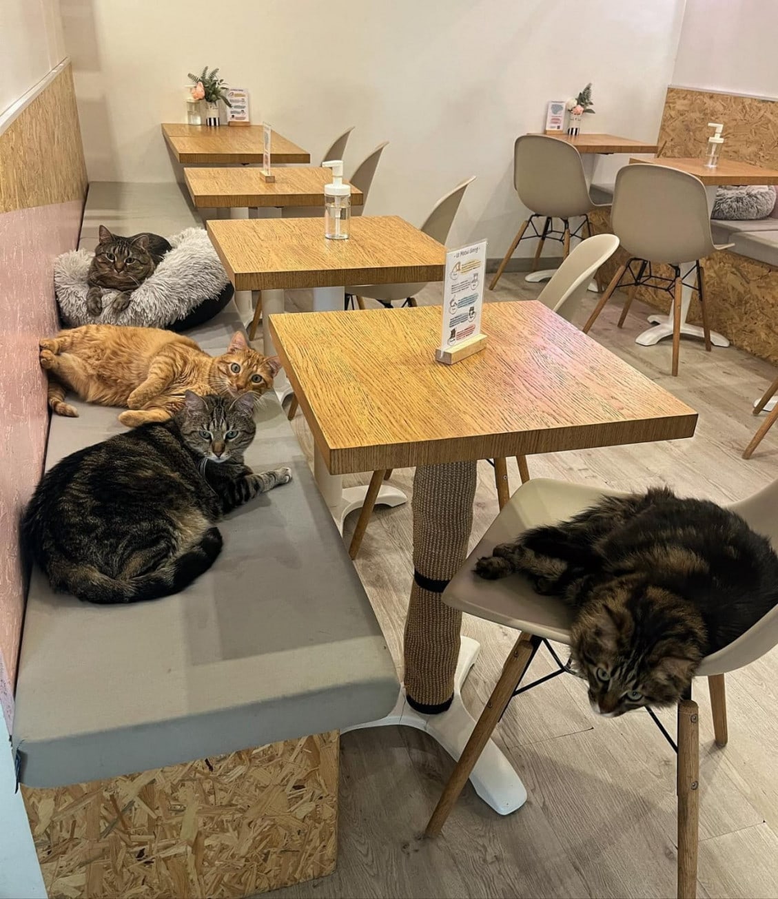 Meow Cats Café — photo 3