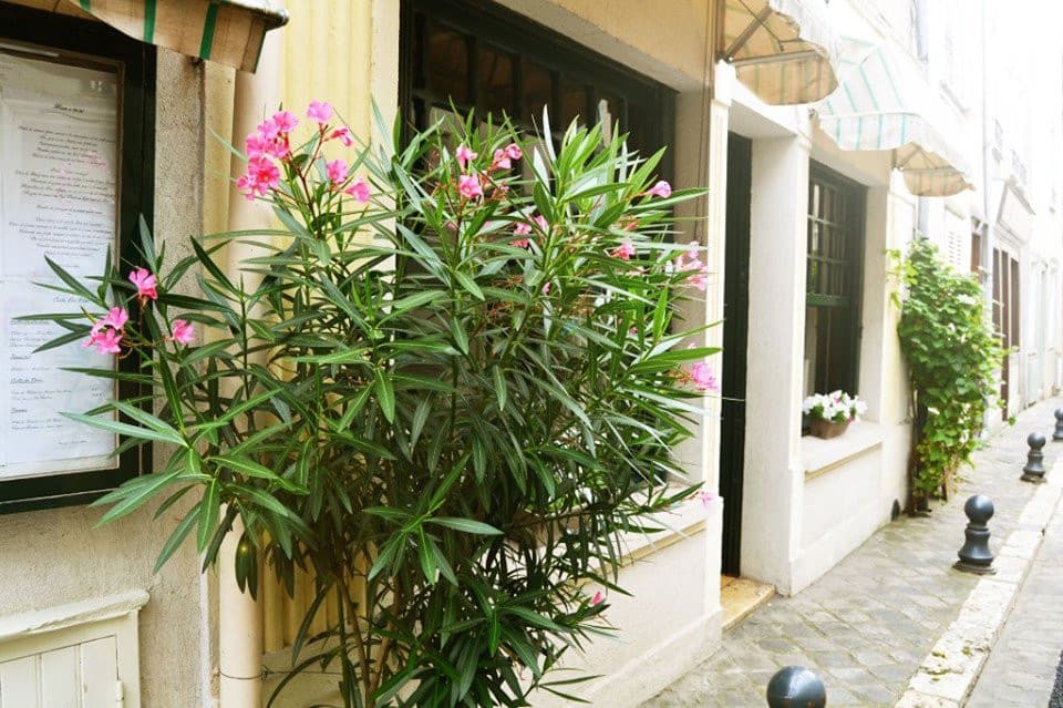 Le Chêne Fleuri — photo 3