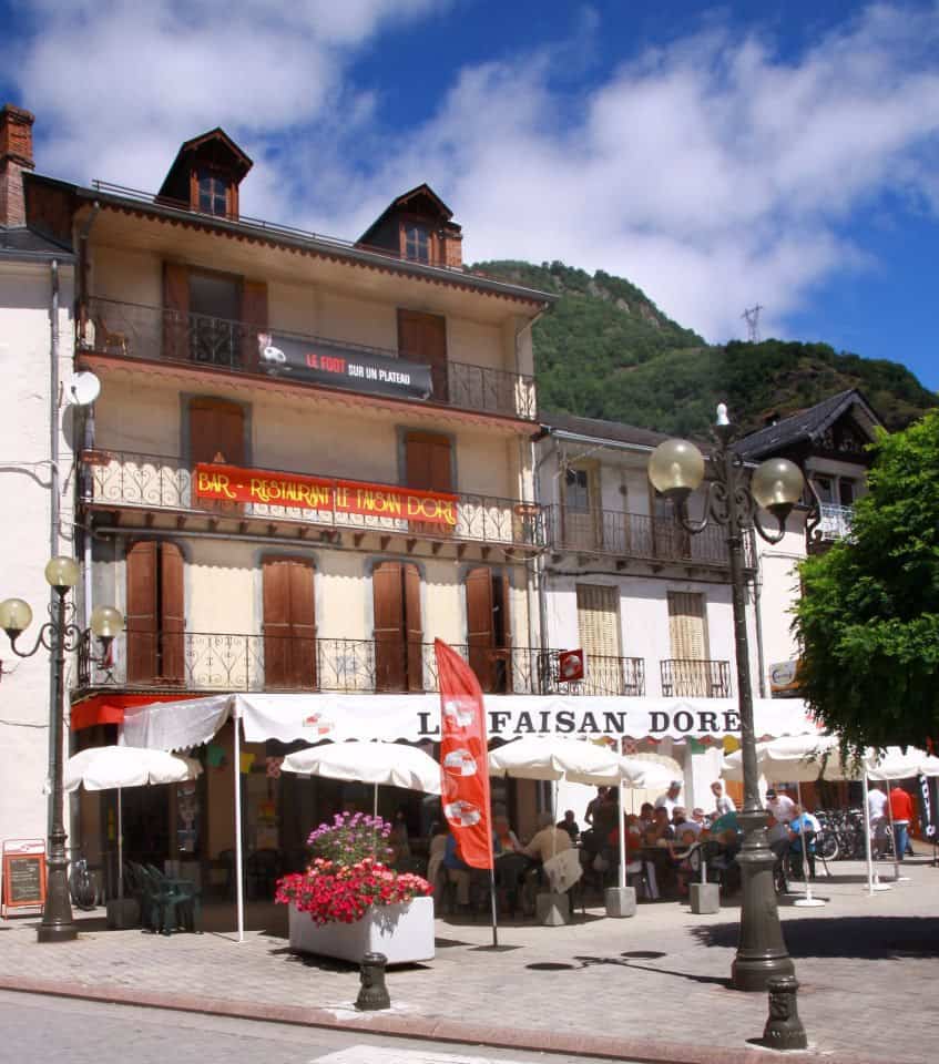 Faisan doré — photo 2