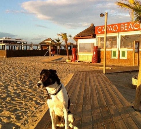 Capaô Beach — photo 2