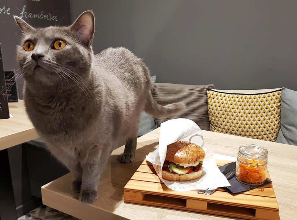 Neko Café — photo 2