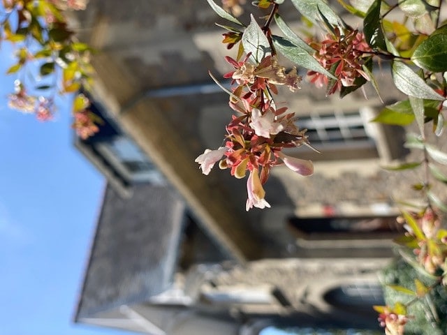 L'Abelia — photo 8