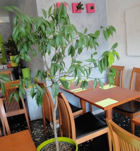 Aya Caffe — photo 2