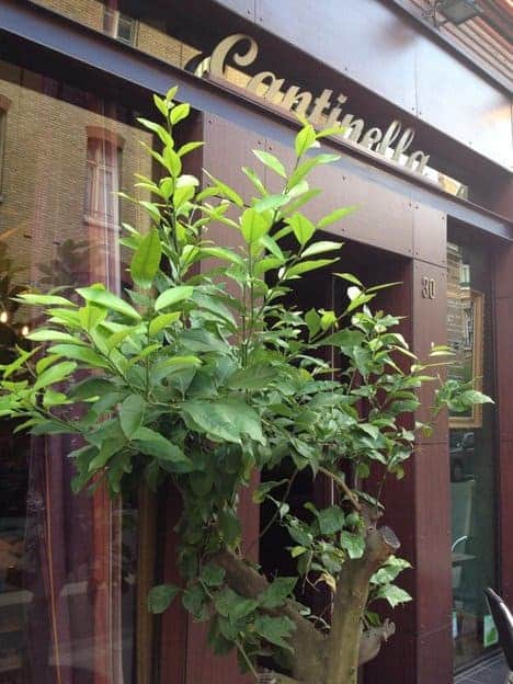Cantinella — photo 2