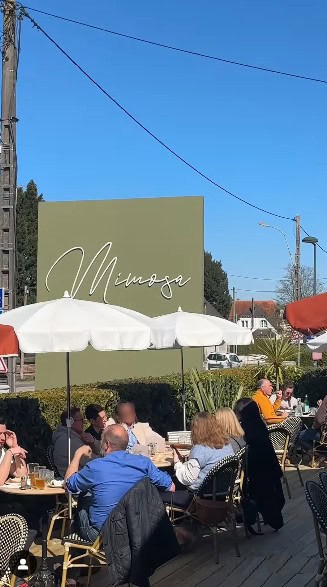 Mimosa — photo 2