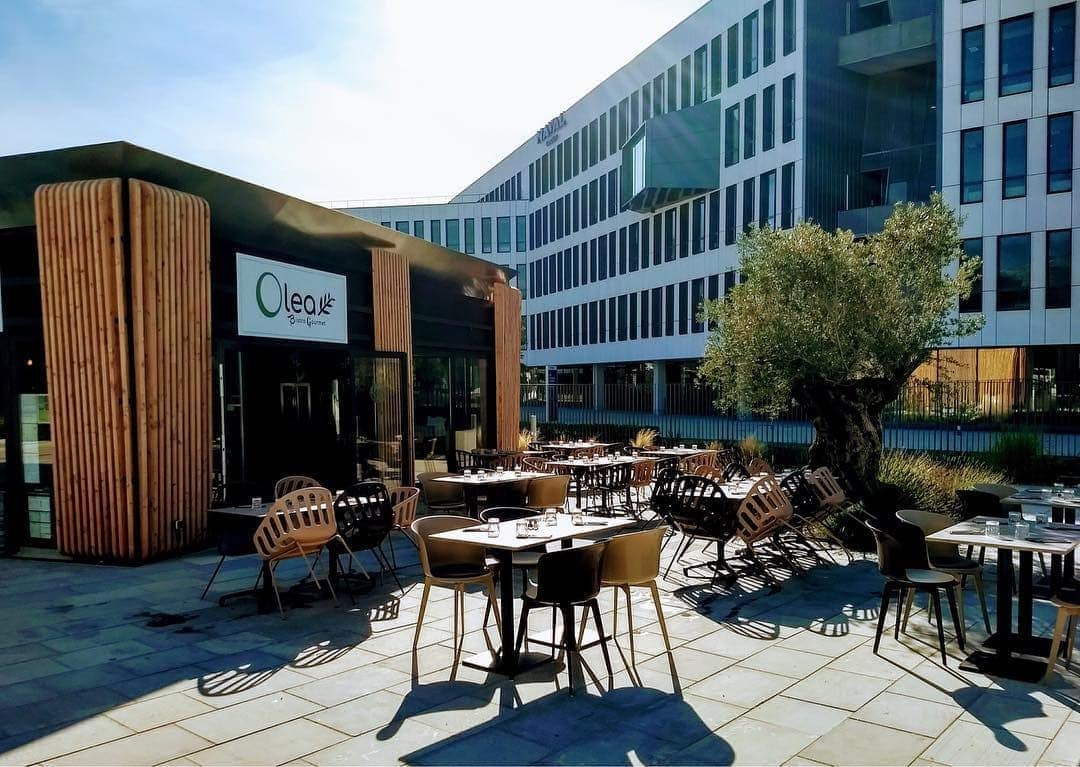 Olea — photo 2