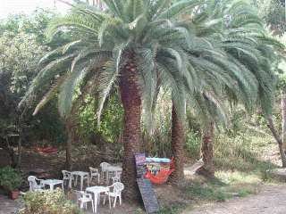 La Palmeraie — photo 2