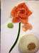 Sushi Boxx - Le sashimi saumon