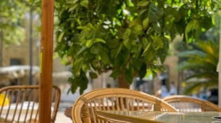 Le Singe Vert - La terrasse