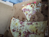 All Tacos - Pizza savoyarde